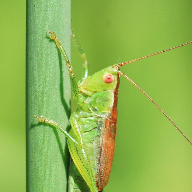 Leucorrhinia dubia (© Christian Monnerat)