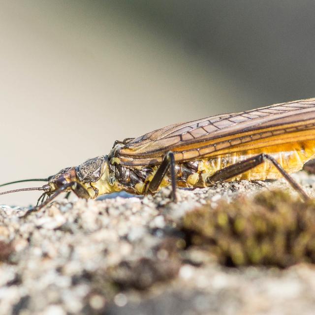 Perla marginata (© Maxime Chèvre)