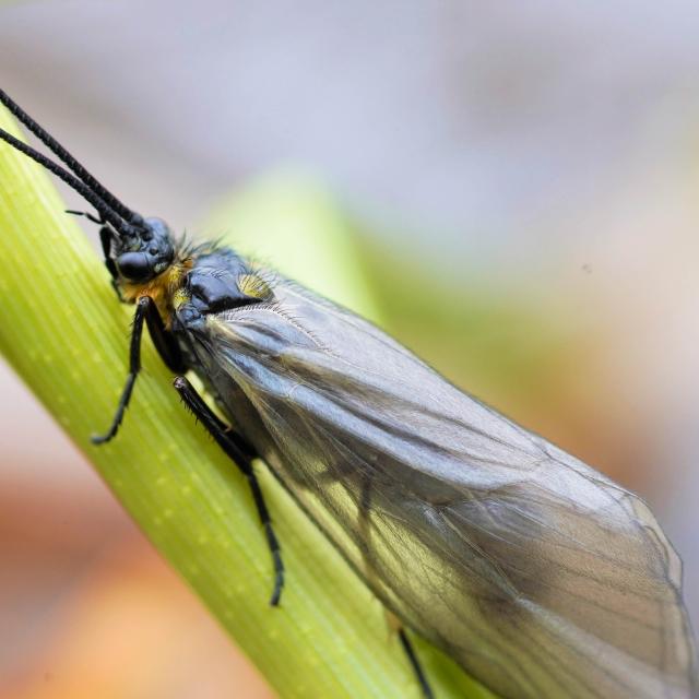 Oligotricha striata (© Maxime Chèvre)