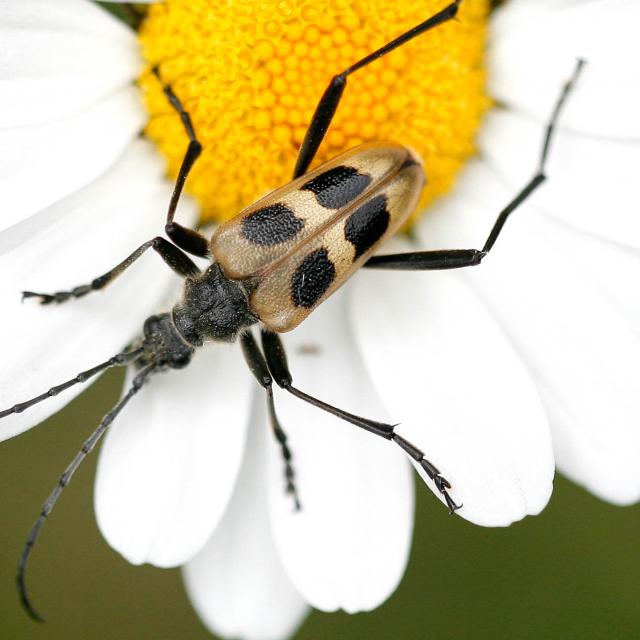 Käfer © Andreas Sanchez