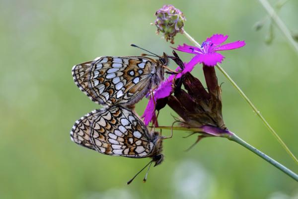 Zwei Scheckenfalter auf Blüte