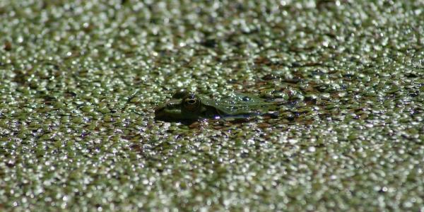 Wasserfrosch