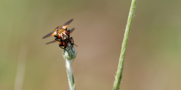 Photo du genre Gymnosoma (© Lisa Fisler)